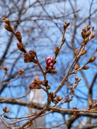 高遠小彼岸のつぼみ、もうすぐ開花か