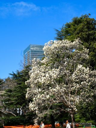 新宿門近くや日本庭園ではハクモクレンが見頃