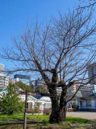 3月11日、新宿御苑のソメイヨシノ開花の標本木