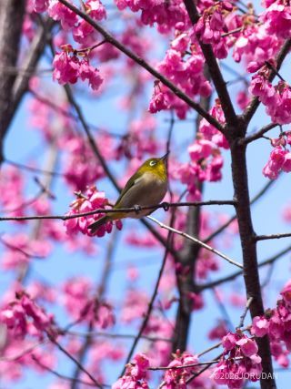 鮮やかな桜色にメジロが映えます