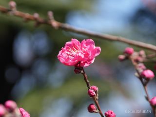 桜園地付近ではモモが開花①