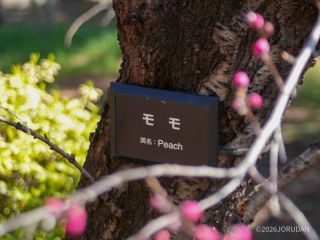 桜園地付近ではモモが開花②