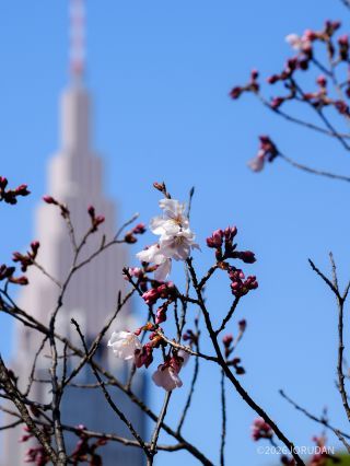 高遠小彼岸が開花