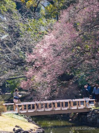 玉藻池では流れ込むように咲く桜が