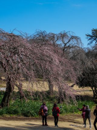 マップE5付近、しだれ桜①