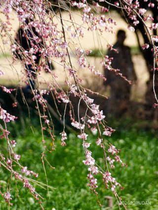 マップE5付近、しだれ桜②
