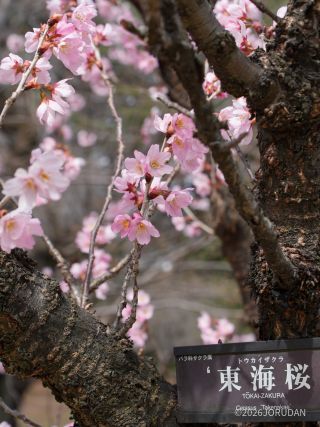 満開の東海桜