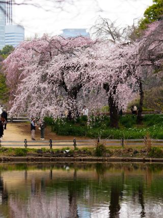 ぜひ下の池の対岸からご覧ください