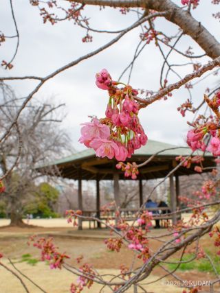 横浜緋桜、真っ赤な大ぶりの桜