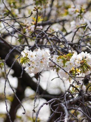 大島桜、真っ白な花と葉の緑が特徴的