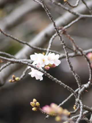 中の池の橋付近でソメイヨシノが開花