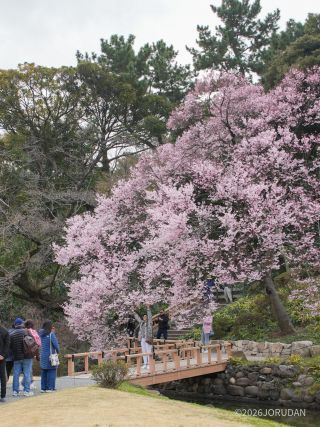 玉藻池の高遠小彼岸が満開です