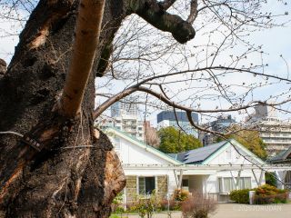 管理事務所前、ソメイヨシノの基準木