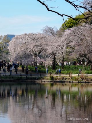 満開のしだれ桜