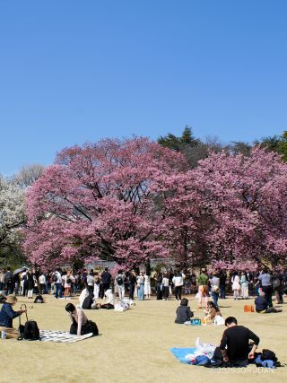 マップE1付近では桜色と白色の共演が楽しめます