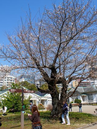 管理事務所前のソメイヨシノは1分咲きほど