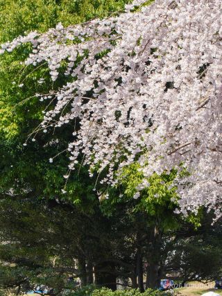 風にそよぐしだれ桜をお楽しみください