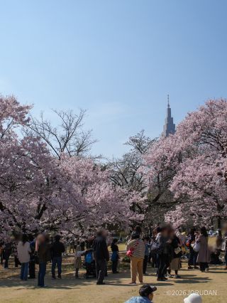 背が低い高遠小彼岸、写真撮影に人気です