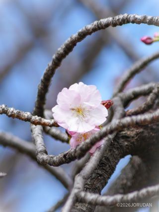 葉が赤く、花も淡いピンクの長州緋桜