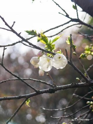 真っ白な八重桜、白妙が開花