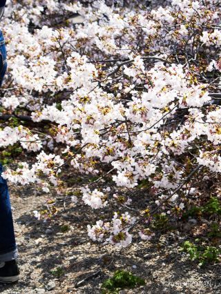 足元に桜があるのがお判りでしょうか