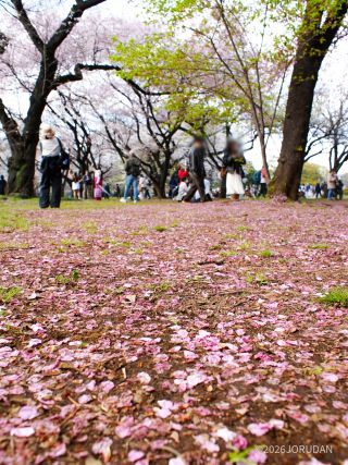 桜園地は空も地面もピンク色