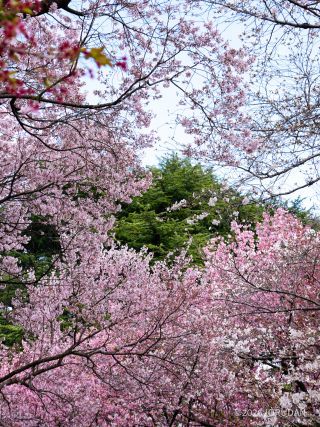 背が低い高遠小彼岸、写真撮影に人気です