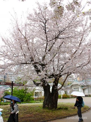 満開の時と比べてみよう(3月31日の様子)