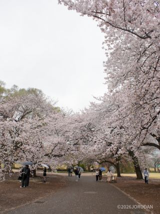 風で落花が早まりませんように