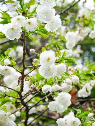 真っ白の八重桜「白妙」