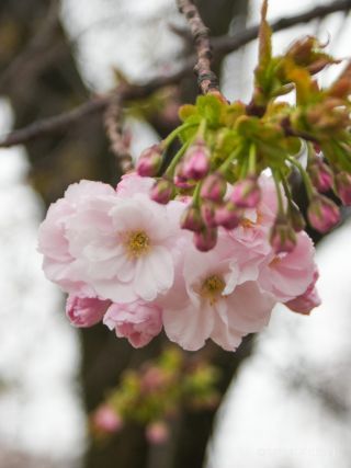淡いピンクの八重桜「一葉」