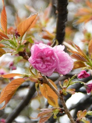 濃いピンクが特徴「関山」