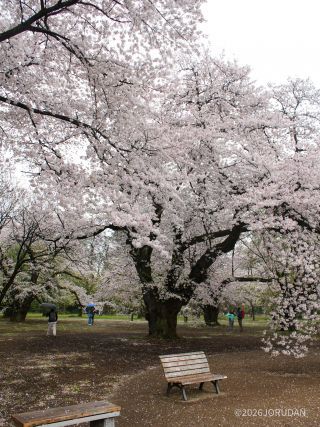 桜園地の様子 3月31日