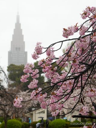 長州緋桜が見頃です