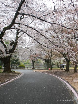 高遠小彼岸が落花し、縁側にはピンク色の川が