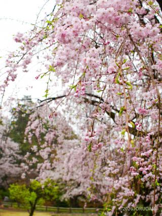 八重咲きのしだれ桜もぜひご覧ください
