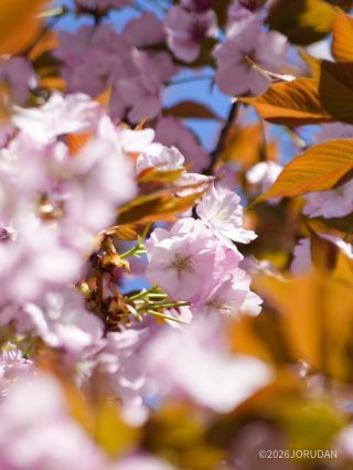 満開の長州緋桜