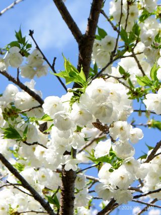 真白い八重桜がかわいい「白妙」