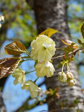 晩秋にはクリーム色になる「御衣黄」