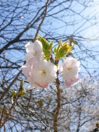 500円玉より大きな花「福禄寿」