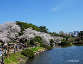 桜園地の様子 3月31日