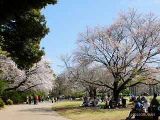 八重咲きのしだれ桜もぜひご覧ください