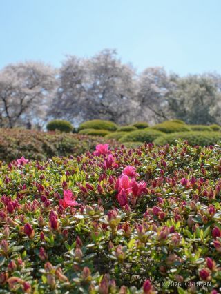 桜園地の様子 3月31日