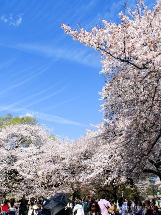 八重咲きのしだれ桜もぜひご覧ください