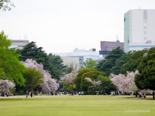4月7日 新宿門付近の桜の様子