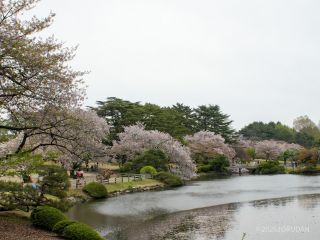 中の池付近、桜はまだ残っています