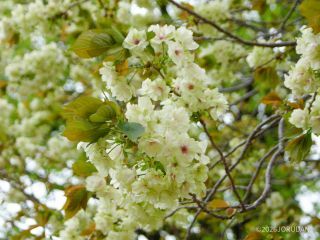 緑色の八重桜「御衣黄」
