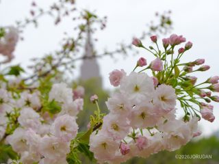 似た一葉より大きな花「松月（ショウゲツ）」