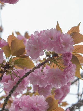 「関山」一部で開花が遅れている場所も
