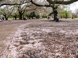 雪が積もったかのように地面が真っ白です